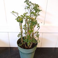 Parsley Aralia Parsley Aralia