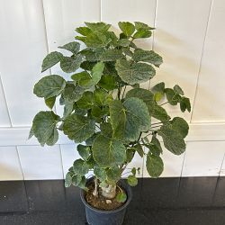 Aralia 'Balfour' Aralia 'Balfour'