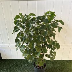 Aralia 'Balfour' Aralia 'Balfour'