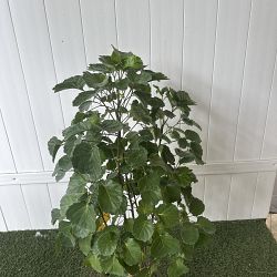 Aralia 'Balfour' Aralia 'Balfour'