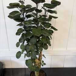 Aralia 'Balfour' Aralia 'Balfour'