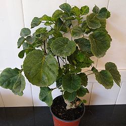 Aralia 'Balfour' Aralia 'Balfour'