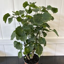 Aralia 'Balfour' Aralia 'Balfour'