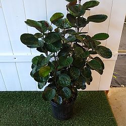 Aralia 'Fabian' Aralia 'Fabian'