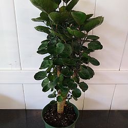 Aralia 'Fabian' Aralia 'Fabian'