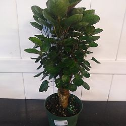 Aralia 'Fabian' Aralia 'Fabian'