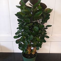 Aralia 'Fabian' Aralia 'Fabian'