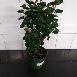 Aralia 'Fabian' Aralia 'Fabian'