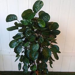 Aralia 'Fabian' Aralia 'Fabian'