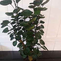 Aralia 'Fabian' Aralia 'Fabian'