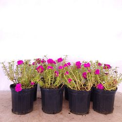 Purple Portulaca, Purslane, Rose Moss Purple Portulaca, Purslane, Rose Moss