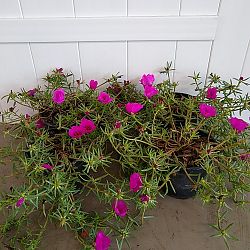 Purple Portulaca, Purslane, Rose Moss Purple Portulaca, Purslane, Rose Moss