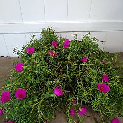 Purple Portulaca, Purslane, Rose Moss Purple Portulaca, Purslane, Rose Moss