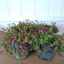 Purple Portulaca, Purslane, Rose Moss Purple Portulaca, Purslane, Rose Moss