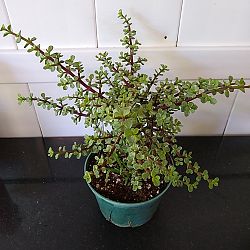 Elephant Bush Plant Elephant Bush Plant