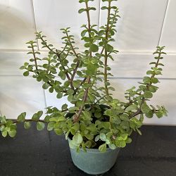 Elephant Bush Plant Elephant Bush Plant