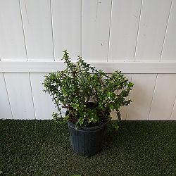 Elephant Bush Plant Elephant Bush Plant