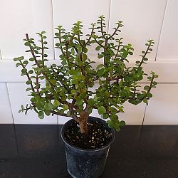 Elephant Bush Plant Elephant Bush Plant