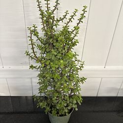 Elephant Bush Plant Elephant Bush Plant