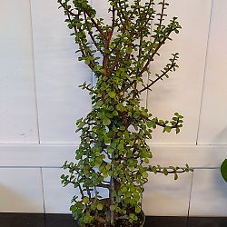 Elephant Bush Plant Elephant Bush Plant