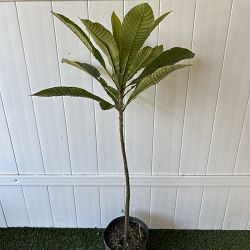 Mamey Sapote Fruit Tree Mamey Sapote Fruit Tree