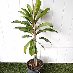 Mamey Sapote Fruit Tree Mamey Sapote Fruit Tree