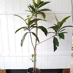 Mamey Sapote Fruit Tree Mamey Sapote Fruit Tree