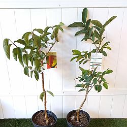 Ruby Red Guava Fruit Tree Ruby Red Guava Fruit Tree