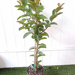 Ruby Red Guava Fruit Tree Ruby Red Guava Fruit Tree