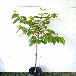 Ruby Red Guava Fruit Tree Ruby Red Guava Fruit Tree