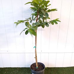 Ruby Red Guava Fruit Tree Ruby Red Guava Fruit Tree