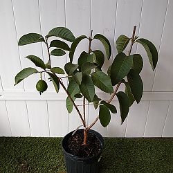 Ruby Red Guava Fruit Tree Ruby Red Guava Fruit Tree
