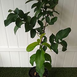 Ruby Red Guava Fruit Tree Ruby Red Guava Fruit Tree