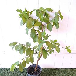 Psidium guajava 'White', Guava Psidium guajava 'White', Guava