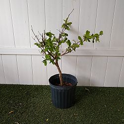 Psidium guajava 'White', Guava Psidium guajava 'White', Guava