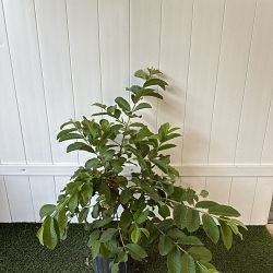 Psidium guajava 'White', Guava Psidium guajava 'White', Guava