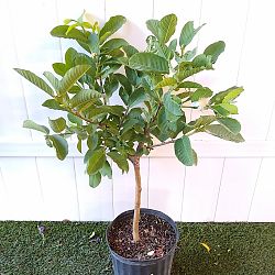 Psidium guajava 'White', Guava Psidium guajava 'White', Guava