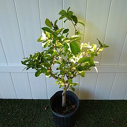 Psidium guajava 'White', Guava Psidium guajava 'White', Guava