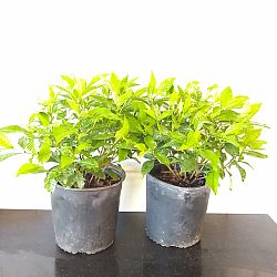 Wild Coffee Bush Wild Coffee Bush