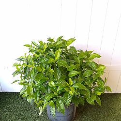 Wild Coffee Bush Wild Coffee Bush