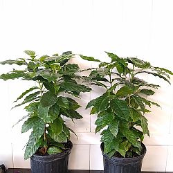 Wild Coffee Bush Wild Coffee Bush