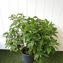 Wild Coffee Bush Wild Coffee Bush