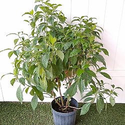 Wild Coffee Bush Wild Coffee Bush