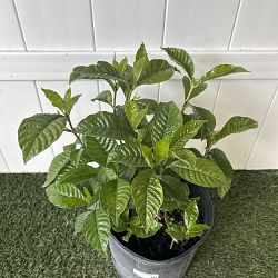 Wild Coffee Bush Wild Coffee Bush