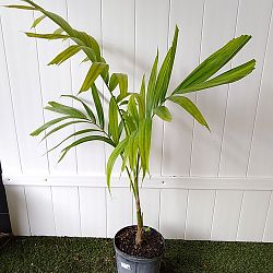 Alexander Palm Alexander Palm