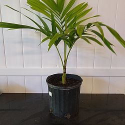 Alexander Palm Alexander Palm