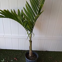 Alexander Palm Alexander Palm