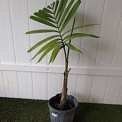 Alexander Palm Alexander Palm