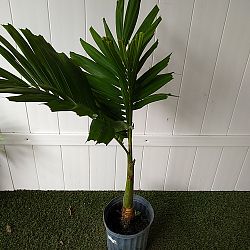 Alexander Palm Alexander Palm