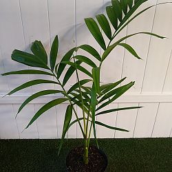 Alexander Palm Alexander Palm